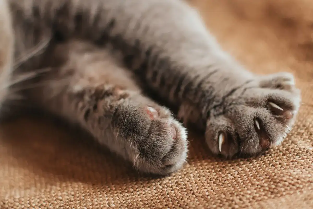 Krallenamputation Katze - Warum sie verboten ist & Alternativen