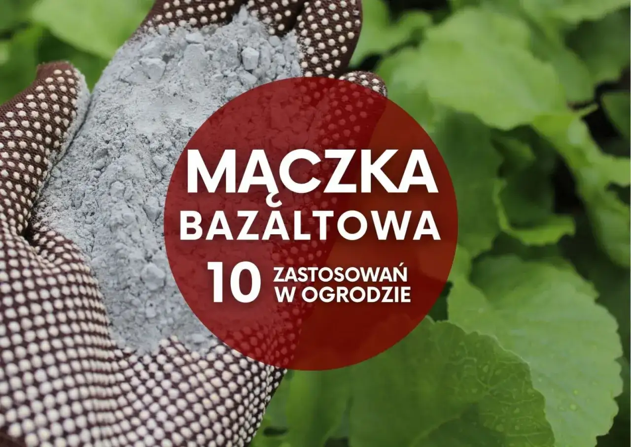 Mączka bazaltowa w ogrodzie - Jak stosować i czego unikać?