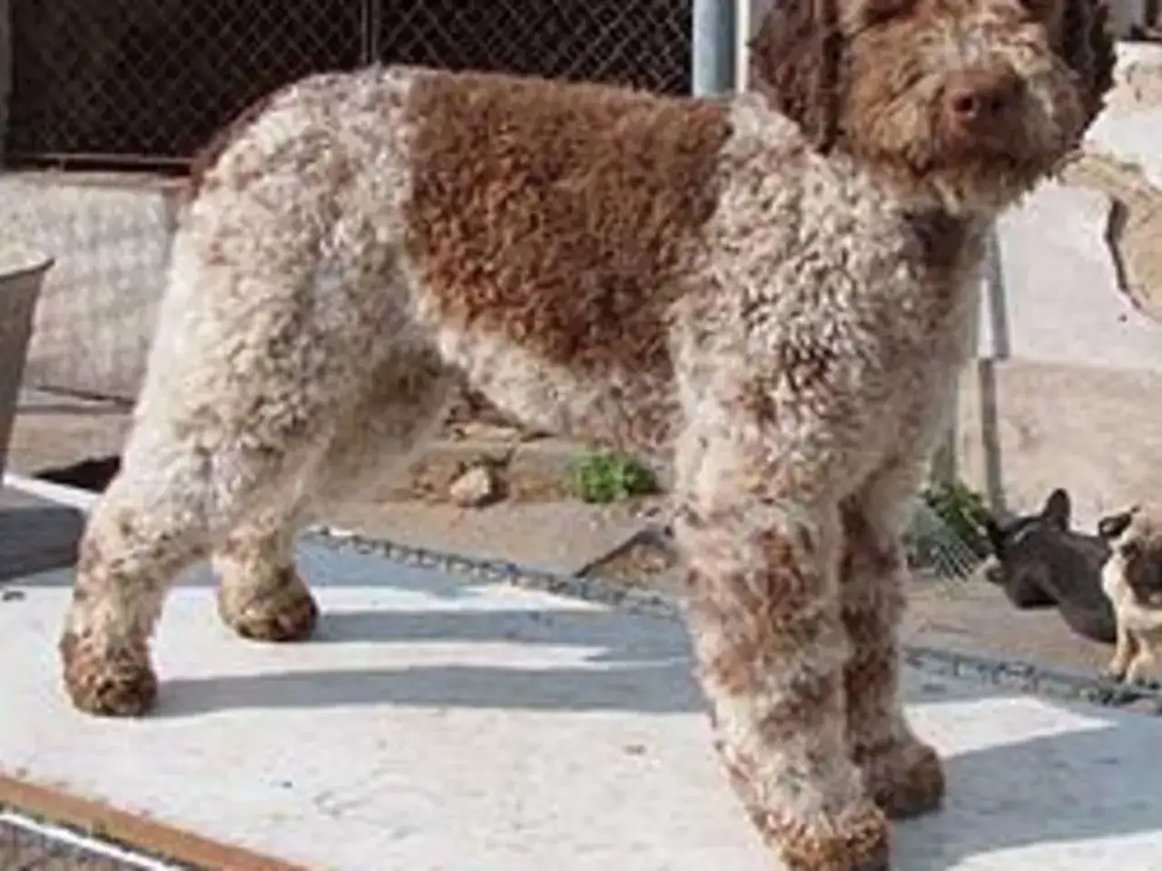 Lagotto hund - Allt du behöver veta innan du väljer rasen