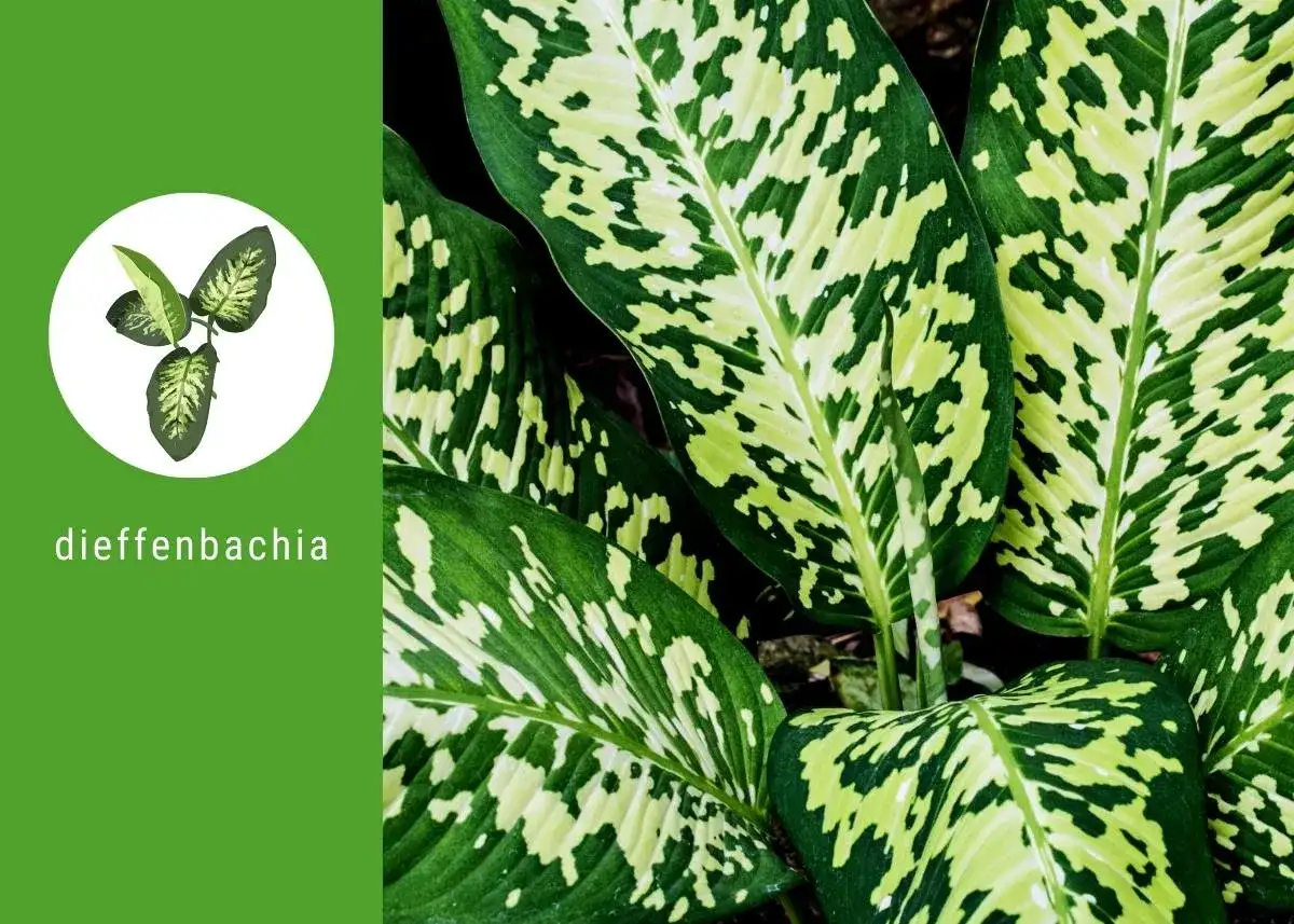 Difenbachia - Jak wybrać odmianę i dbać o liście?
