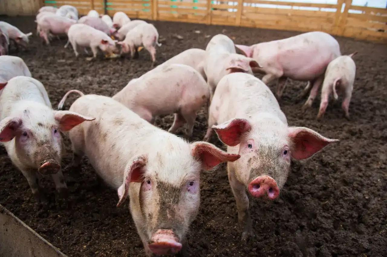 Lincocin u świń i kur - dawkowanie, karencja i najczęstsze błędy