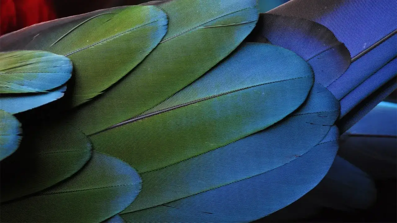 Focus stacking - Jak uzyskać idealną ostrość?