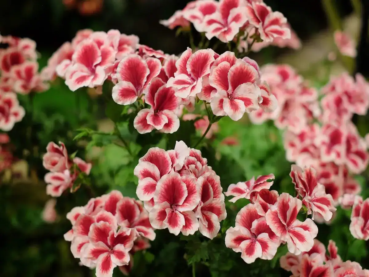 Pelargonie angielskie - jak je pielęgnować, by długo kwitły