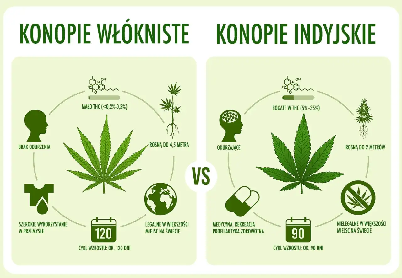 Żywica z konopi - Czym różni się od marihuany? Poznaj fakty i ryzyko