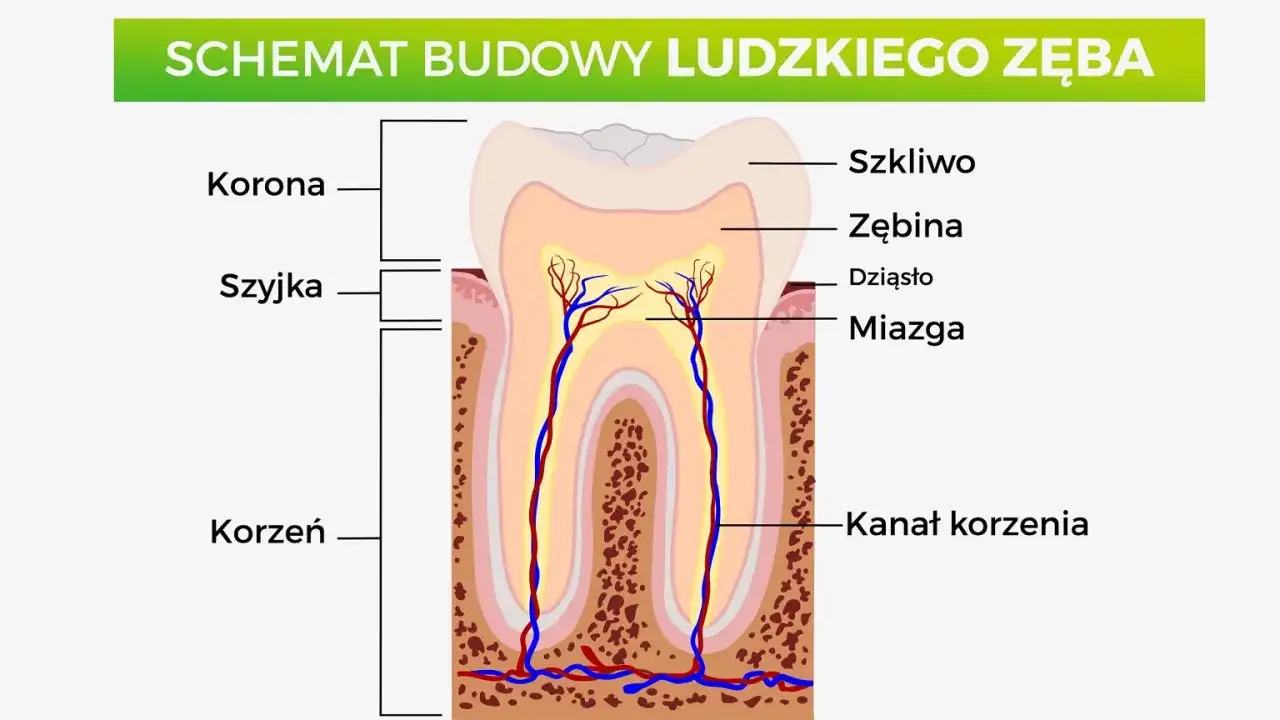 Nazwy zębów - Jak dentysta je zapisuje i co oznaczają?
