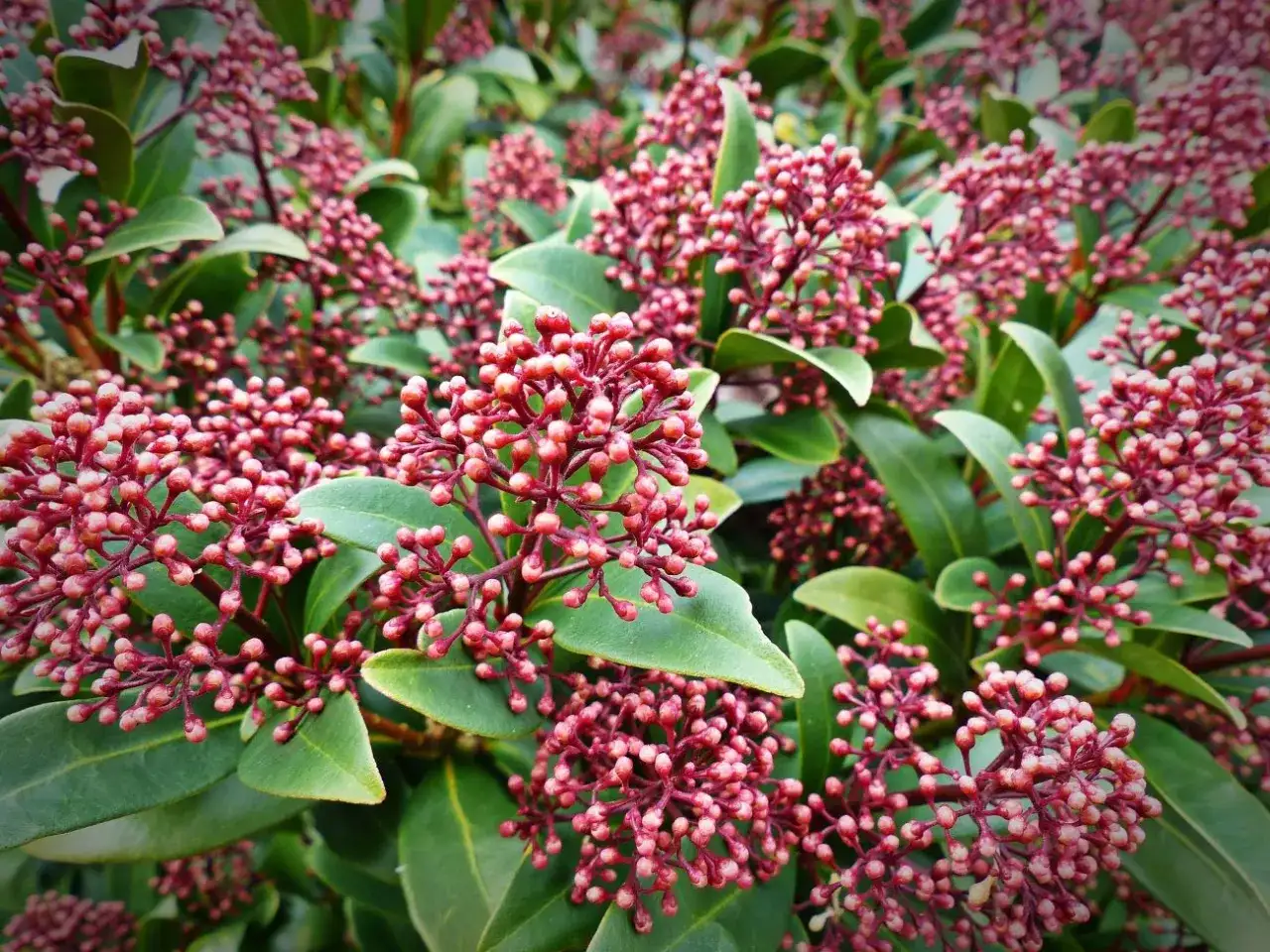 Skimmia japonica 'Rubella' - uprawa, pielęgnacja, zimowanie