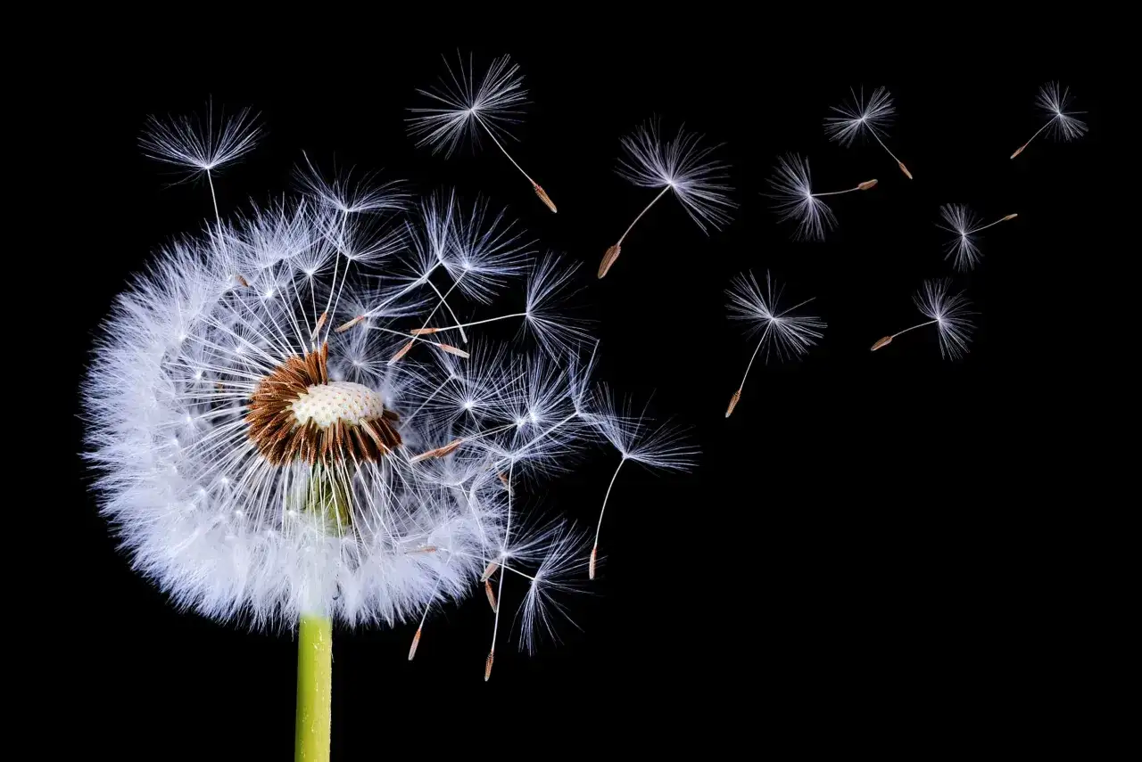 Dandelions - Dlaczego ta ballada wciąż wzrusza?