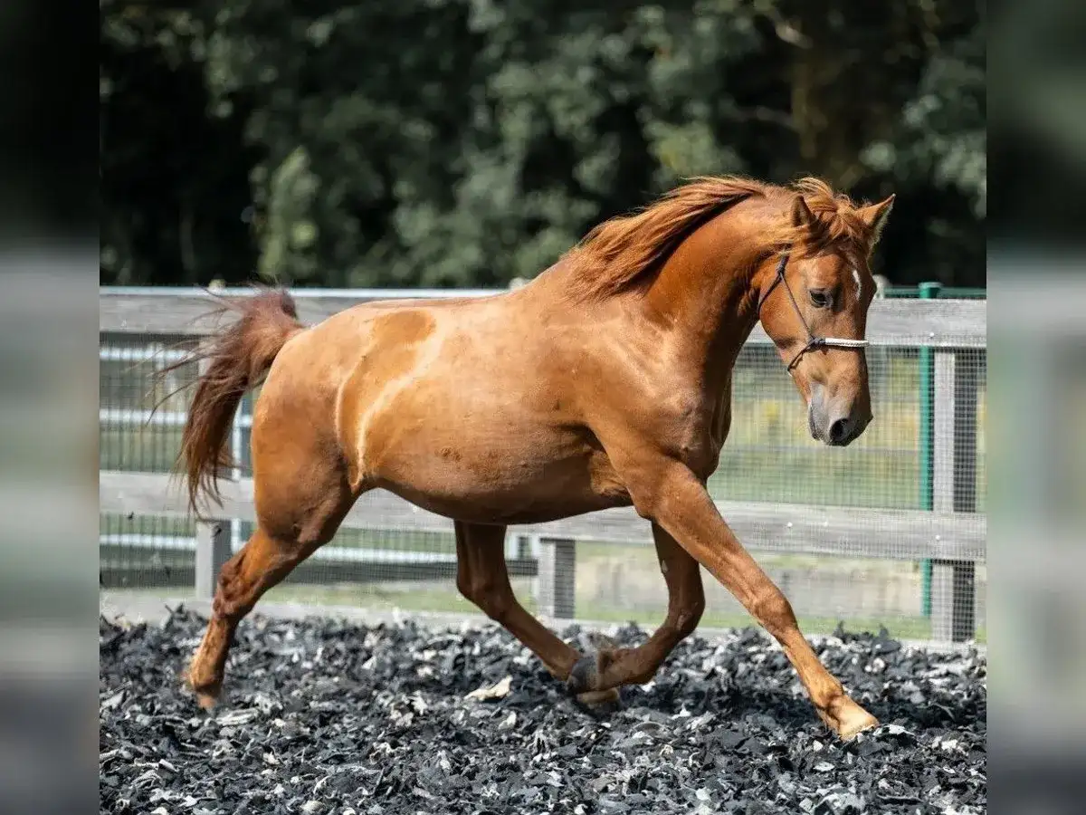 Mustang horse - skąd się wziął i jak z nim pracować?