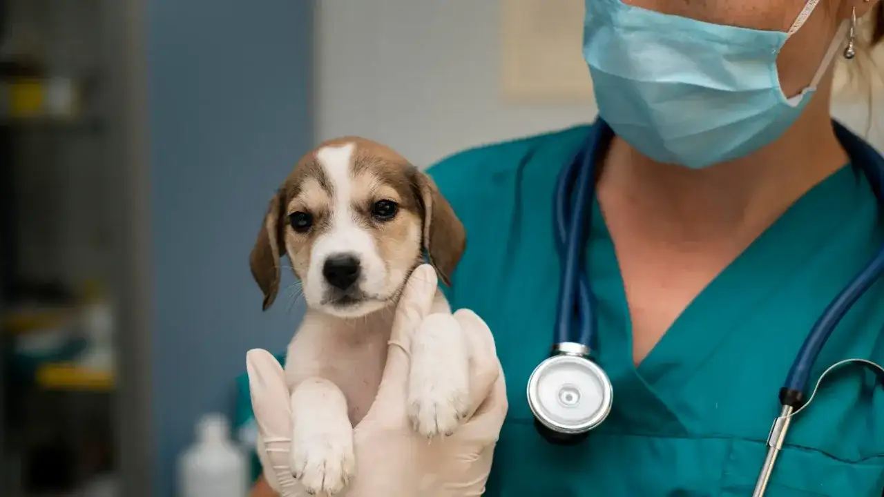 Veterinario Cruz de Piedra: Atención 24 horas para tu mascota