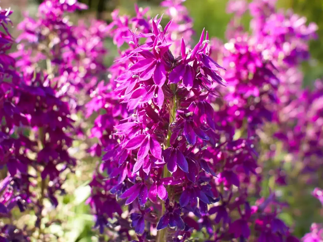 Lobelia - uprawa i pielęgnacja. Kwitnie do jesieni!