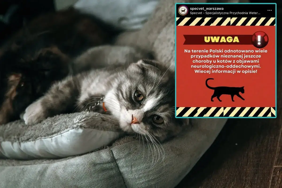 Choroby kotów - objawy, które ratują życie. Sprawdź!