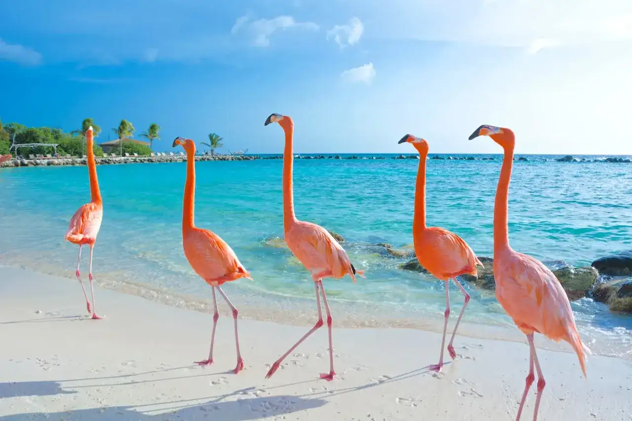Flamingo Beach Aruba - Allt du behöver veta innan besöket