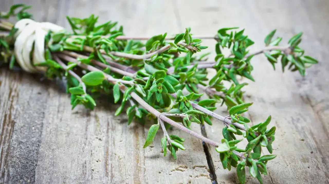 Thymian ernten - So gelingt's für bestes Aroma & gesunde Pflanze