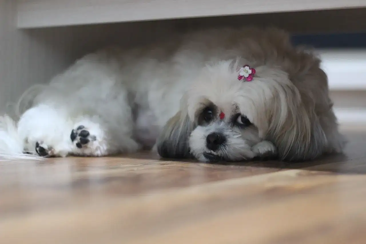 Shih tzu cena - Ile kosztuje szczeniak i realne koszty utrzymania?