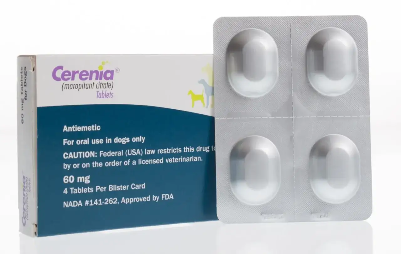 Cerenia dla psa - Jak dawkować maropitant i na co uważać?