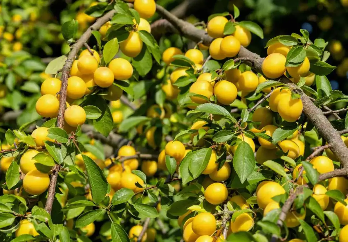 Mirabellier - Quand récolter les premiers fruits ?