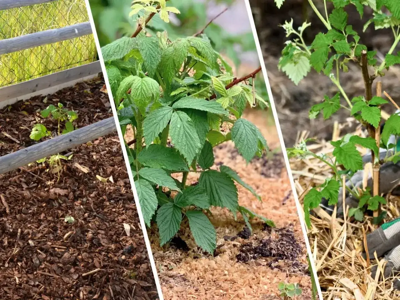 Popiół pod maliny - Kiedy pomaga, a kiedy szkodzi?