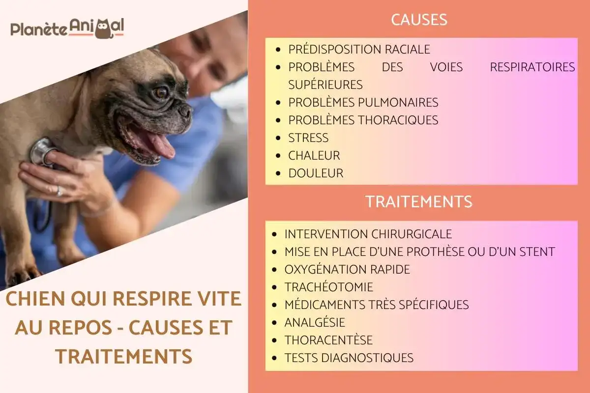 Détresse respiratoire chien - Urgence ? Signes, causes et réflexes