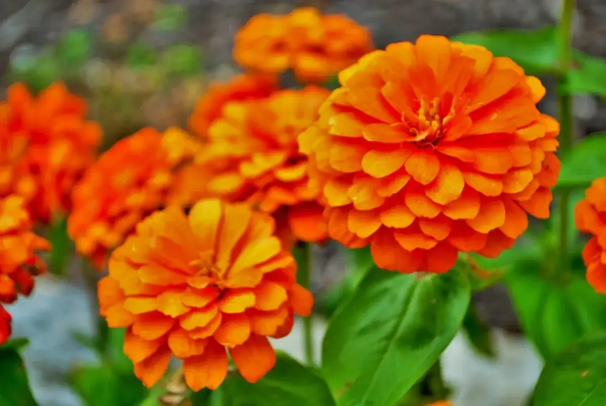 Fleurs orange au jardin - Le guide pour une floraison éclatante