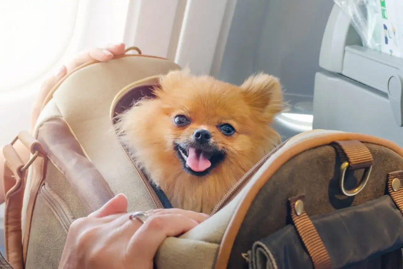 Chien en avion - cabine, soute et papiers à vérifier
