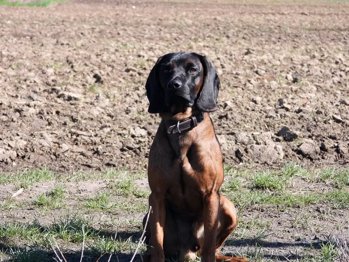 Posokowce - rasy, praca w terenie i czego wymagają