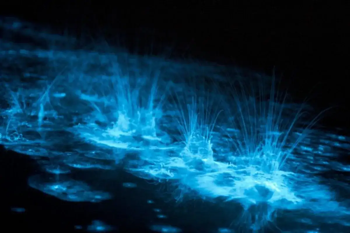 Bioluminescenza marina - Dove e come vedere il mare che si illumina
