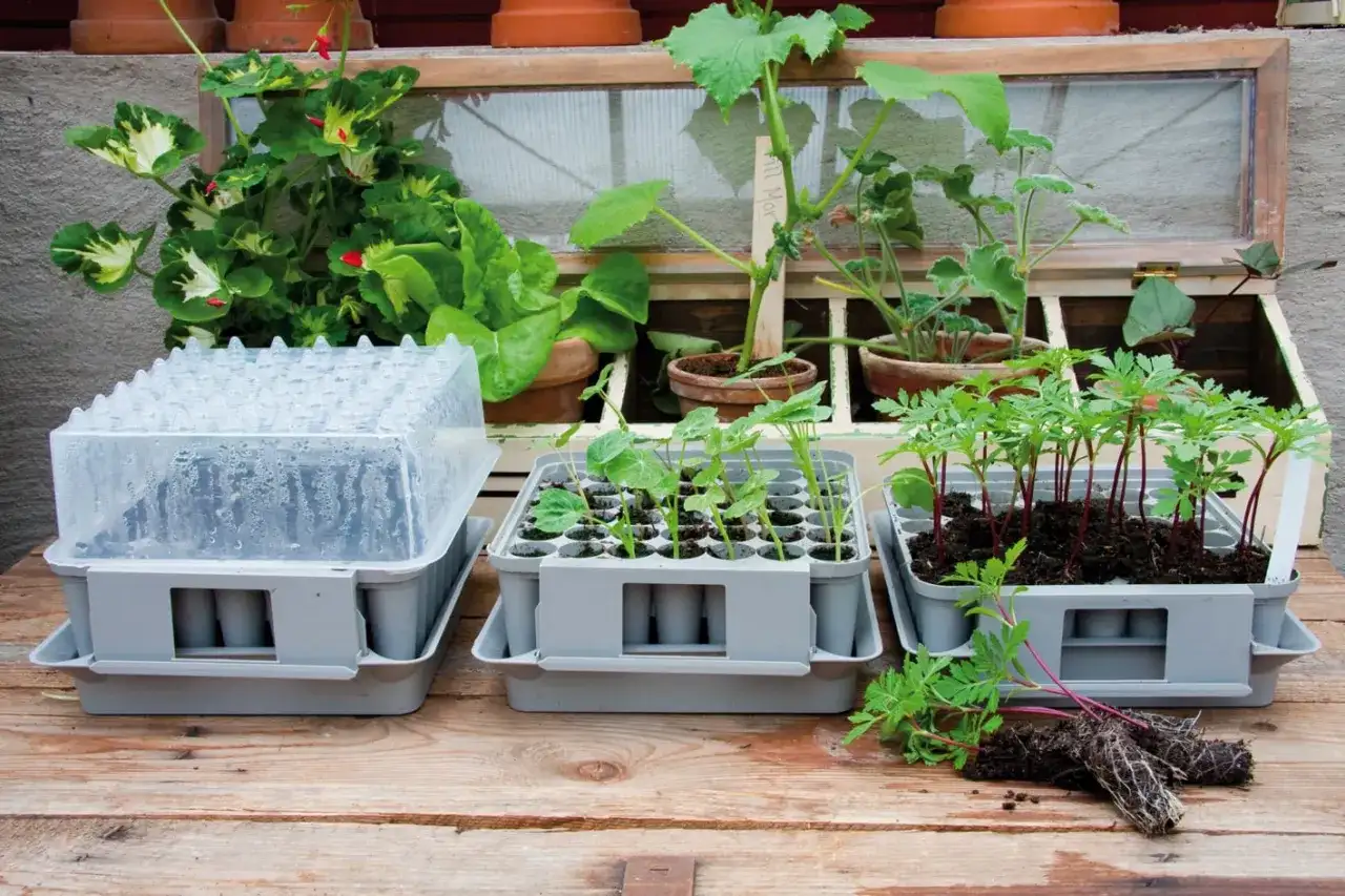 Pluggboxen – Förodla smart & få perfekta plantor varje gång
