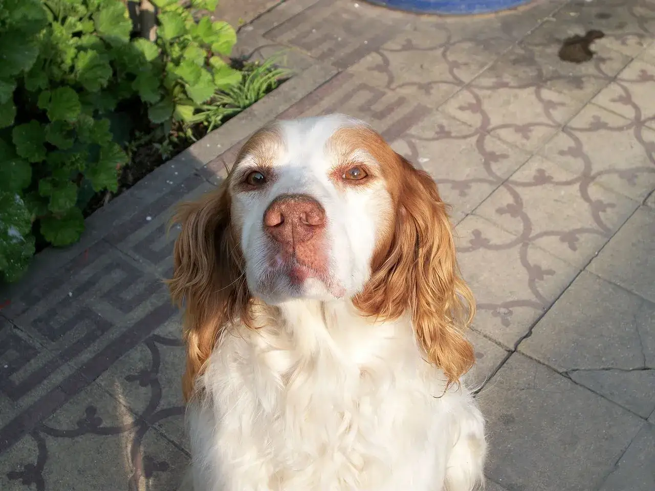 ¿Es el spaniel bretón para ti? Carácter y cuidados