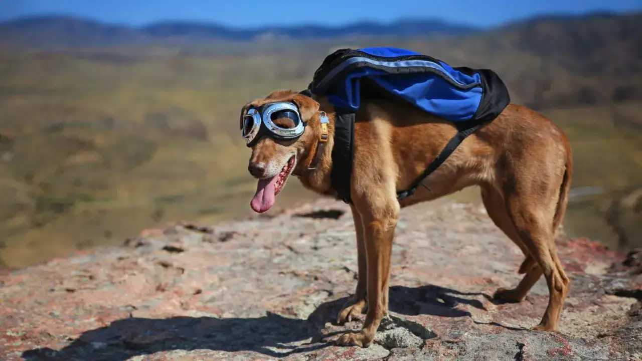 Vêtement pour chien - comment le choisir sans le gêner ?