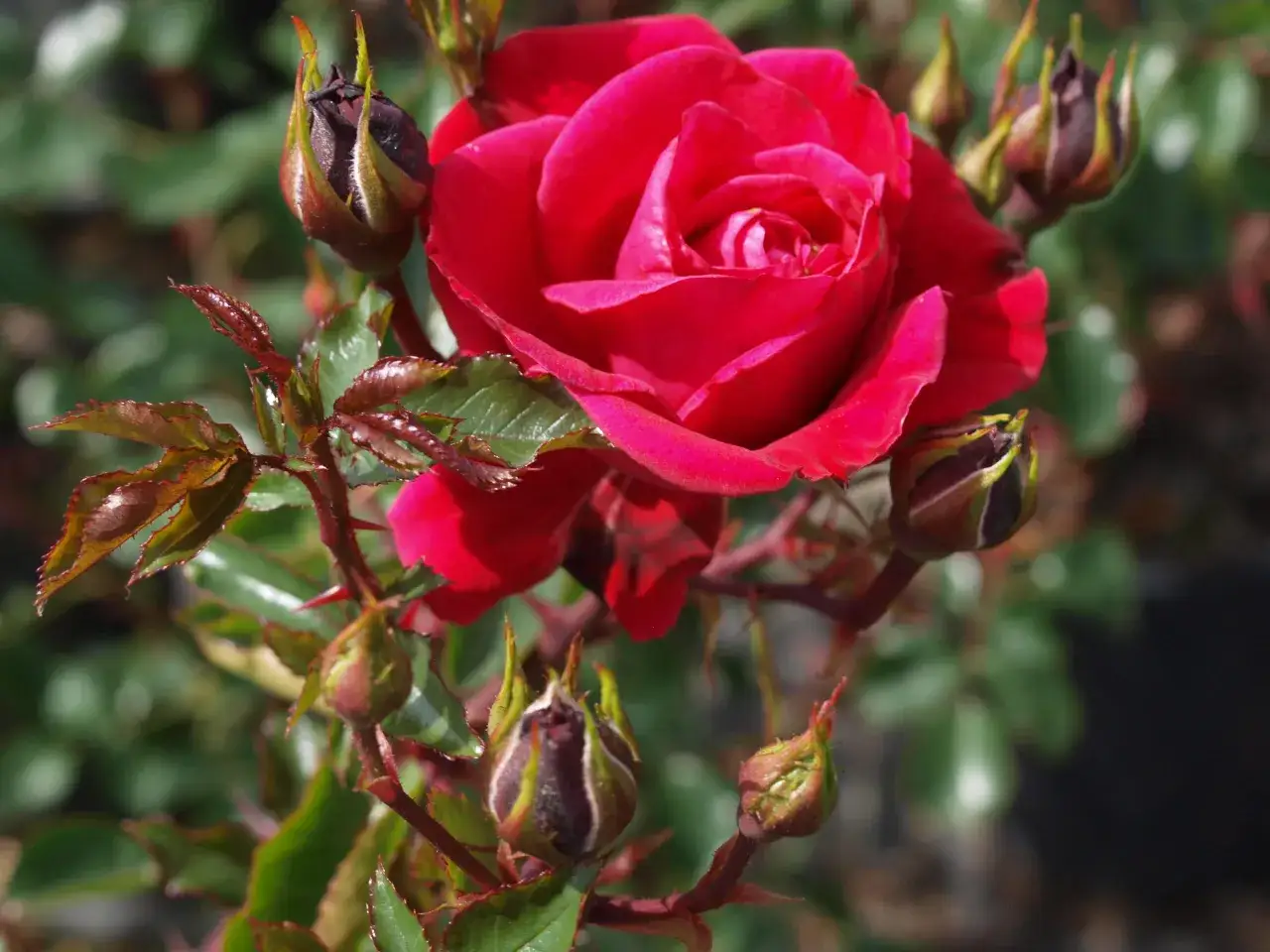 New Dawn klätterros - så får du mer blomning och friskare blad