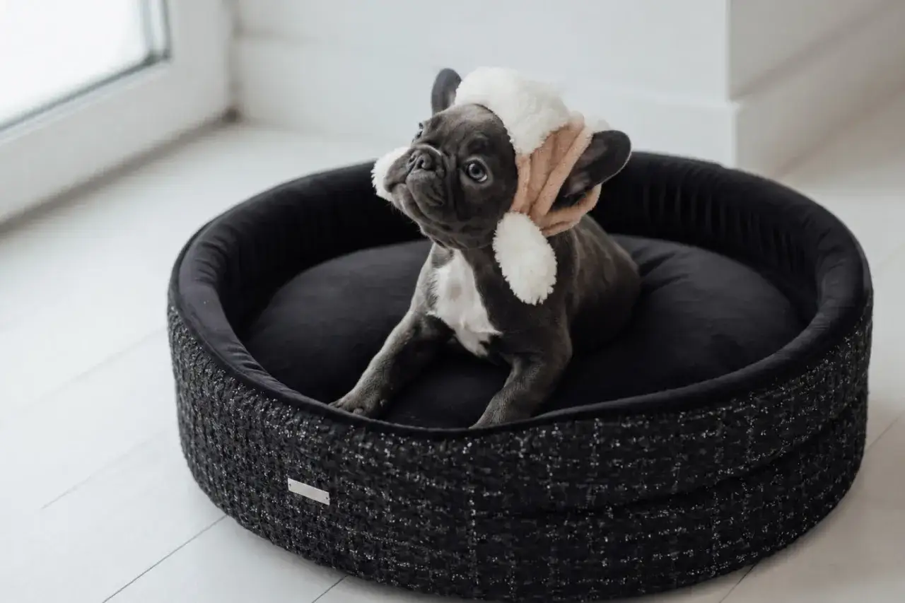 Corbeille pour chien - comment choisir le bon modèle ?