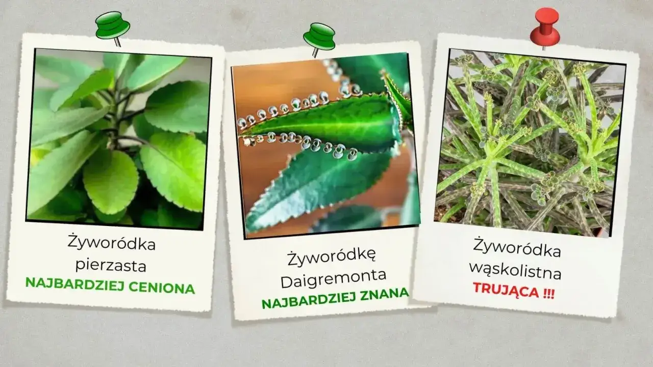 Żyworódka lecznicza - Jak odróżnić i bezpiecznie stosować?