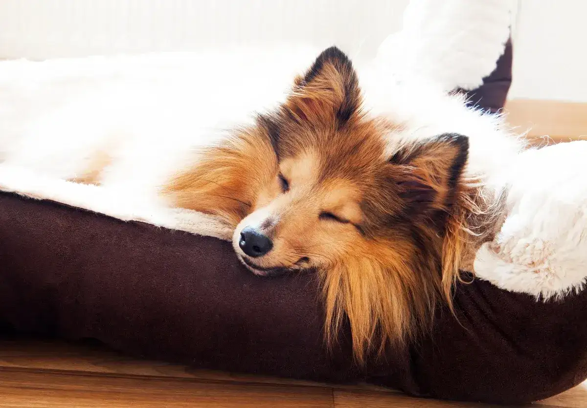 Dormir avec son chien - quand le lit partagé fonctionne vraiment