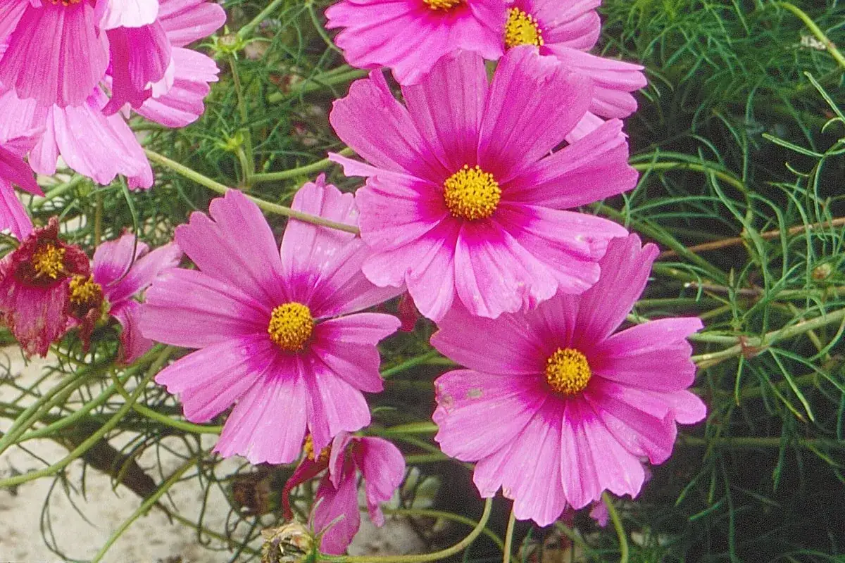 Cosmos - Semer et planter pour une floraison parfaite
