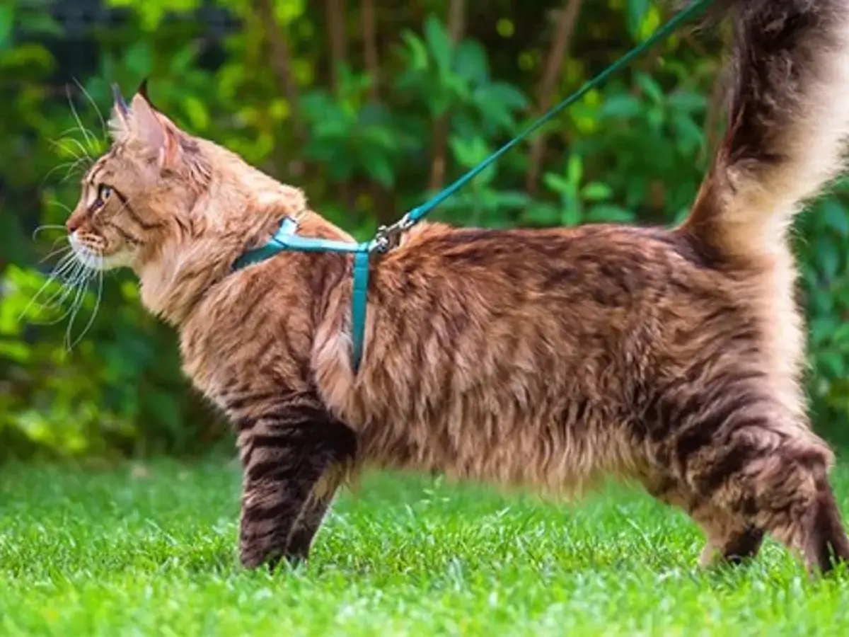 Quel harnais pour chat choisir sans stress ?