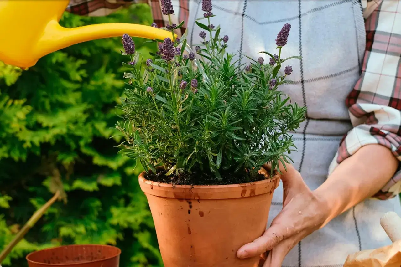Lavendel i kruka - Så lyckas du (och får den att överleva vintern)