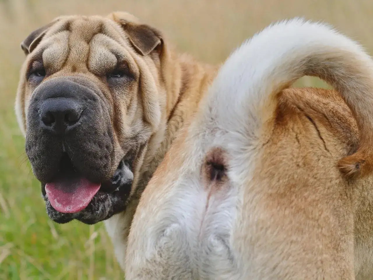 Hemorroides en perros - ¿Qué NO son y qué hacer?