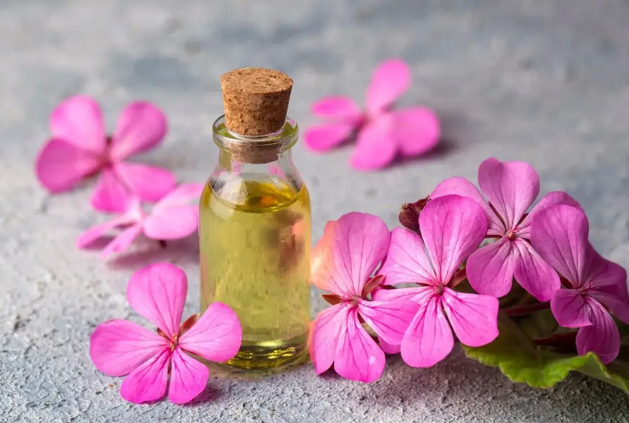 Geranium - przeciwwskazania i bezpieczeństwo. Kiedy uważać?