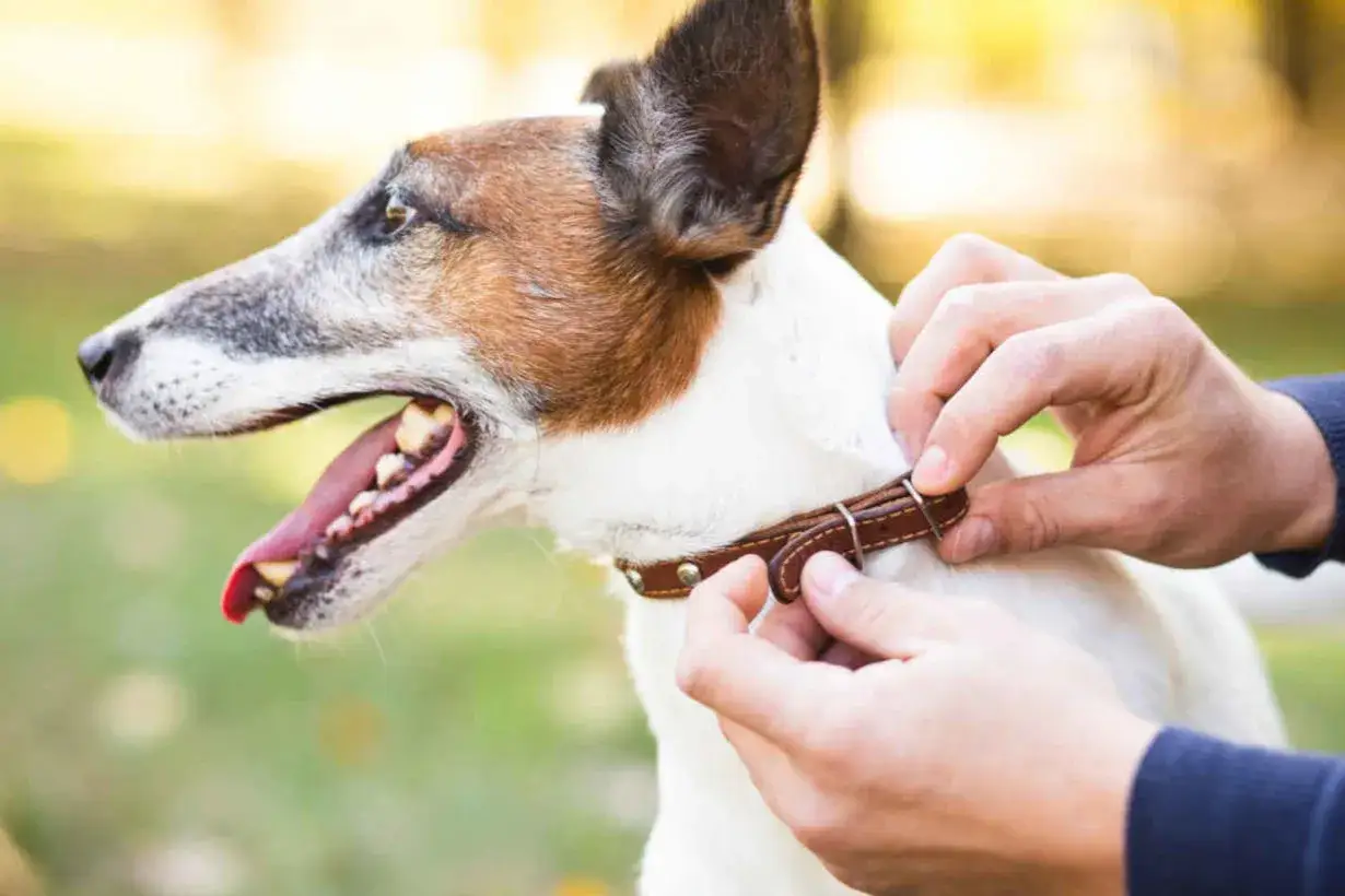 Quel collier pour Jack Russell choisir ?