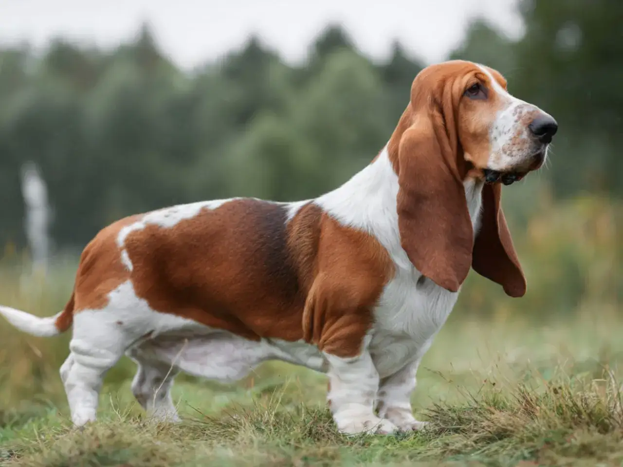 Basset hound som jakthund - Är den rätt för dig?