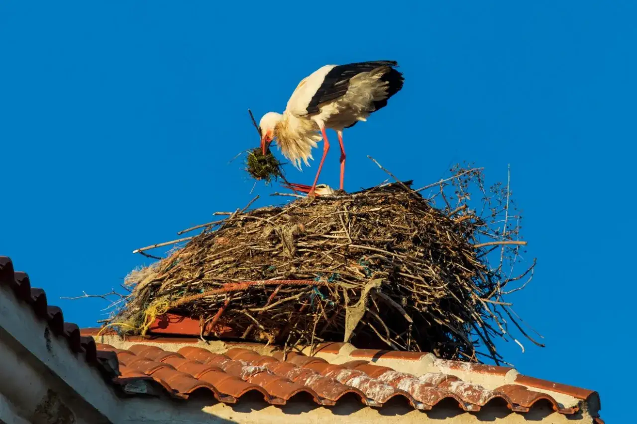 Bocianie gniazdo - Jak czytać zachowanie ptaków i uniknąć błędów?