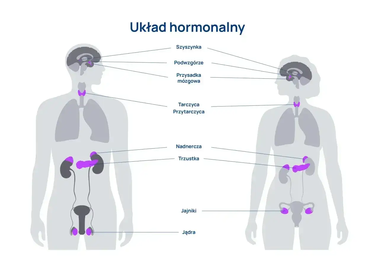 Układ hormonalny - Jak działa i jak o niego dbać?