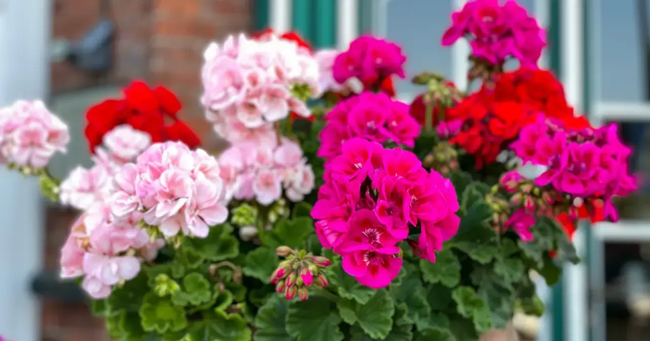 Pelargonie - jak dbać, by kwitły do jesieni? Poradnik