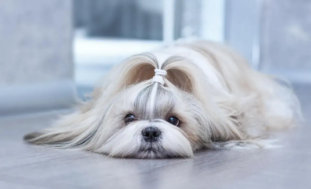 Shih tzu - charakter, pielęgnacja i zdrowie. Czy to pies dla Ciebie?