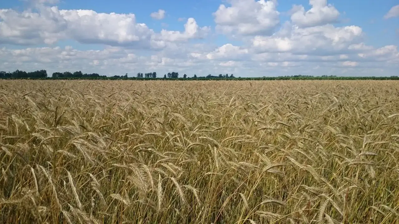 OrCal - Czy to wapno uratuje Twoje plony? Sprawdź!