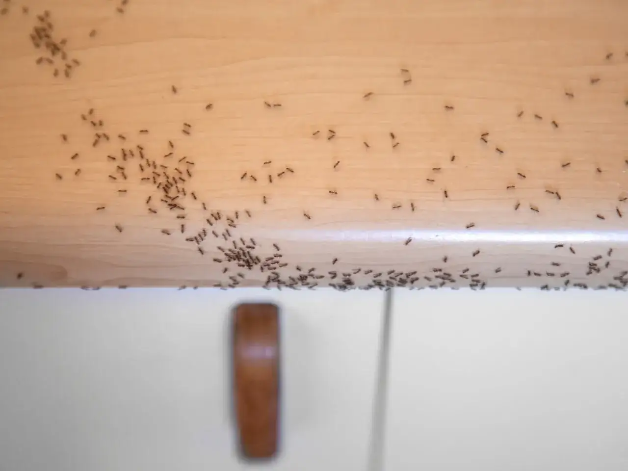 Mrówki w domu - Skuteczne sposoby i kiedy wezwać fachowca
