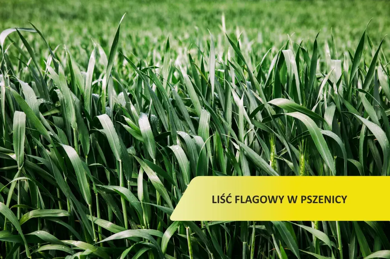 Liść flagowy pszenicy - Jak chronić, by zyskać plon?