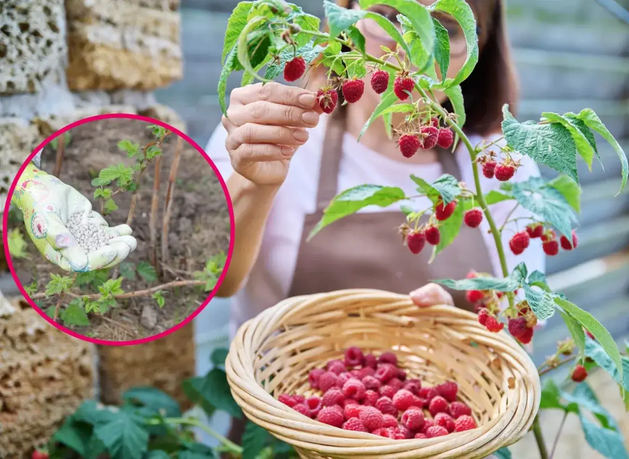 Uprawa malin - Jak mieć obfity plon bez błędów?