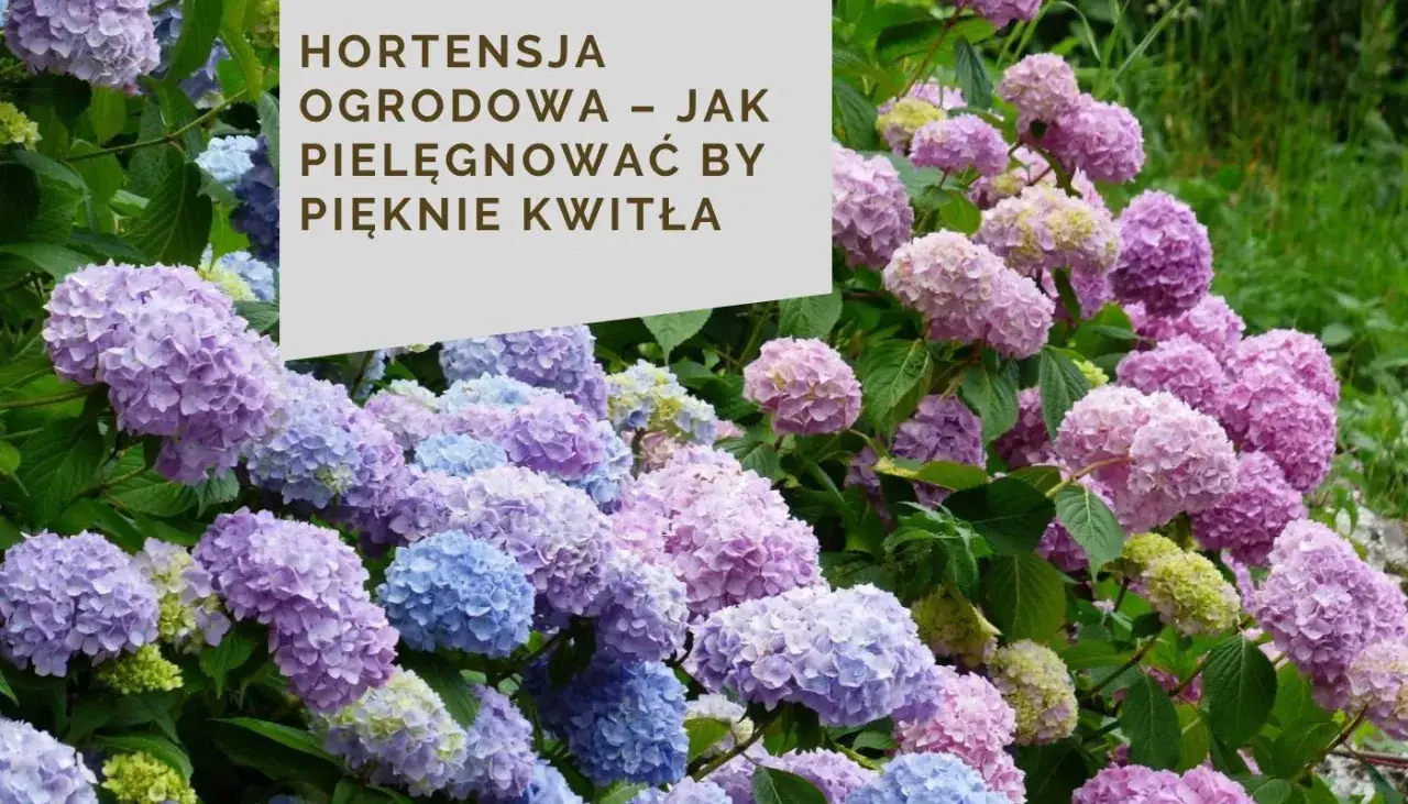 Hortensja w doniczce - Jak pielęgnować, by pięknie kwitła?