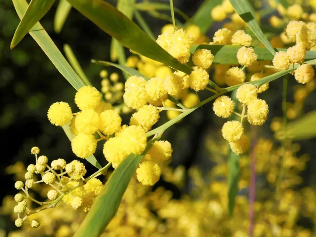 Planter un mimosa en pleine terre - Le guide complet